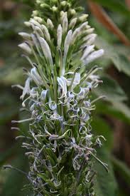 Pin On Giant African Lobelias