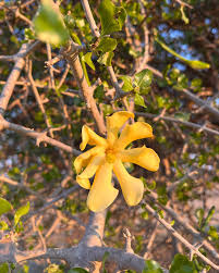 Image result for Gardenia volkensii