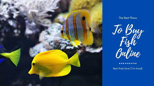 Get the best deals on saltwater fishing reels. Best Place To Buy Fish Online Top Recommendations And 2 To Avoid Aquariumstoredepot