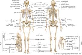 Overweight female skeleton with back pain. Human Skeleton Parts Functions Diagram Facts Britannica