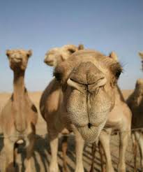 A parody of the hump day comercial by geico the camel belongs to them and all rightful creators i own nothing i made. Caleb Live Learn Page 18
