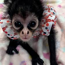 These include the habitat or enclosure, health care, as well as daily necessities as you can see, owning and taking care of a monkey can get pricey fast. Best Pet Monkeys For Sale Buy A Monkey Now