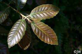 Image result for Daknopholis