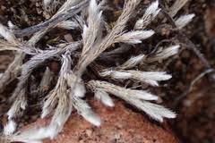 Image result for Selaginella dregei