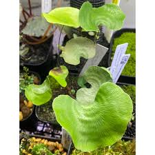 Image result for Adiantum reniforme
