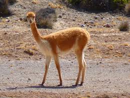 Camels are used for riding, transport and agricultural work. Free Images Animal Wildlife Wool Fauna Peru Lama Mammals Vertebrate Paarhufer Vicuna Guanaco Camel Like Mammal Arabian Camel 4000x3000 1257343 Free Stock Photos Pxhere