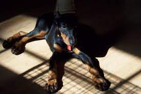 Doberman pinscher club of america, recognize akc doberman pincher breeder, central florida working dog club. A K C Doberman Puppies For Sale Hawthorne Fl News And Blog Doberman Puppies For Sale Doberman Puppy Puppies For Sale