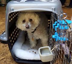 …is, by far, the most professional and reliable service you can ever use for your furry kids… Dog From Seattle To London Animaux