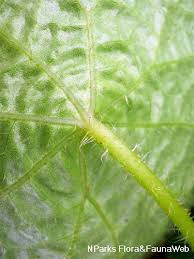 We did not find results for: Begonia Sudjanae C A Jansson