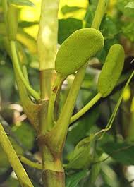 Image result for Musanga