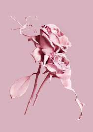 1061x1500 Sweet Pink Wallpaper Group Pictures 38 Ilustracao De Maquiagem Papel De Parede Cor De Rosa Papeis De Parede Simples