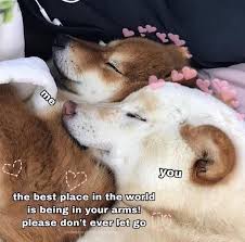 18 Lovey Dovey Flirty Animal Memes To Tag Your Significant Other In Animal Memes Cute Love Memes Lovey Dovey