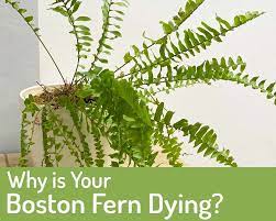 Boston ferns are showy plants that can grow to a very large size, and make a. Why Is My Boston Fern Dying And How To Bring It Back To Life My Little Jungle