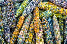 Thanks To Seed Savers Glass Gem Corn Exists Glass Gem Corn Rainbow Corn Colored Corn