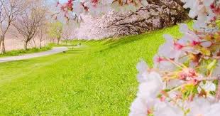 pin by ch s maria chavez on ảnh đẹp cherry blossom wallpaper beautiful flowers blossom trees