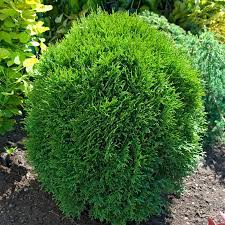 Check out our arborvitae shrub selection for the very best in unique or custom, handmade pieces from our outdoor & gardening shops. Little Giant Arborvitae Hedge Spring Hill Nurseries