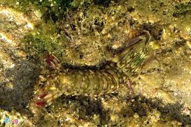 Kết quả hình ảnh cho sên biển