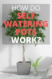 See more ideas about self watering pots, self watering, watering. Pin On Plants