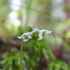 Image result for Pearsonia uniflora