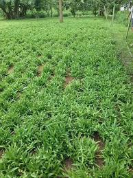 Islam siti khadijah palembang alamat : Rumput Siti Khadijah Home Facebook