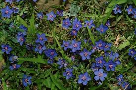 Image result for Lysimachia monelli