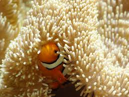 ☆ハタゴイソギンチャク飼育ノウハウ: ケントロピーゲ