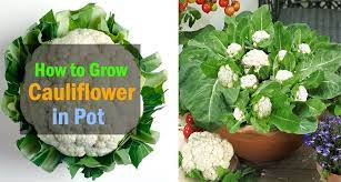 See step 1 below to start learning how to grow cauliflower, a skill that takes a fair bit of dedication, love, and tlc. Growing Cauliflower In Containers Care How To Grow Cauliflower In Pots Balcony Garden Web