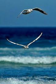 Pin By Julia Morrison On Fotografi Beautiful Birds Sea Birds Sea And Ocean