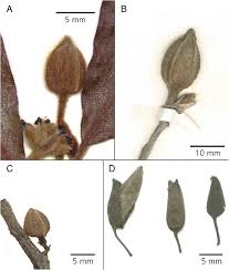 Image result for Diospyros loureiriana