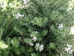 Image result for Rawsonia