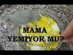 Muhabbet Kusuna Yumurta Mamasi Nasil Alistirilir Mama Yemiyor Ne Yapmaliyiz Budgerigars Youtube