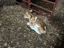 Madison & Mifflin Townships (OHIO) News/Updates