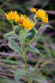 Image result for Pentanema indicum