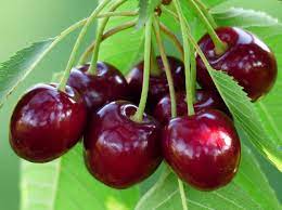 Cerezas Beneficios Y Propiedades Nutricionales De Esta Fruta
