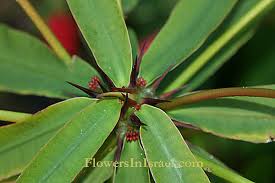 Image result for Euphorbia eylesii