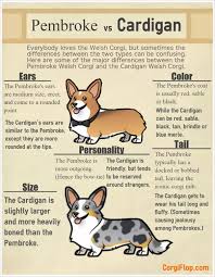 Check spelling or type a new query. If A Tailed Cardigan And An Untailed Pembroke Welsh Corgi Were To Have Puppies Together Would They Have Tails Quora