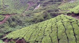 Surrounded by tea plantations, this place offers a pleasing ambience for the onlookers. Witch Hunts Among Tea Plantation Workers In Jalpaiguri India Msu Research Consortium On Gender Based Violence