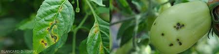 Image result for tomato seedling xanthomonas vesicatoria