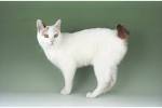 Japanese Bobtails for Sale | Cats on Oodle Classifieds