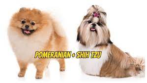The mom is shitzu pincher and dad is. Shiranian The Cute And Adorable Pomeranian Shih Tzu Mix