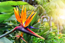 Bird Of Paradise Flower Meaning Bird Of Paradise Flower Meaning Flower Meaning Birds Of Paradise Plant Birds Of Paradise Flower Birds Of Paradise
