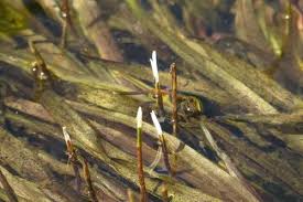 Image result for Blyxa aubertii