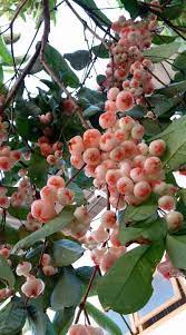 Water established trees and shrubs with overhead sprinklers. Pin On Fruits