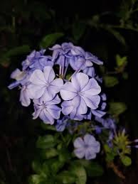 Plumbago Purple Flower Purple Flowers Flowers Plants
