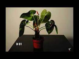 Anthurium At Home Time Lapse Youtube
