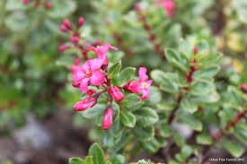 Image result for Escallonia