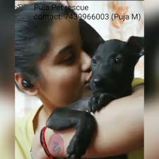 Puja Pet Rescue in Pathak Para,Kolkata