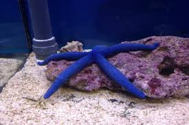 Blue linckia starfish (5) $15.99. Linckia Laevigata Blue Linckia Sea Star