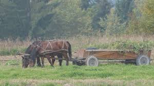 The Impact of Human Practices on Horses - Flourish Horse Health