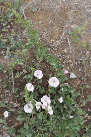 Image result for Convolvulus arvensis